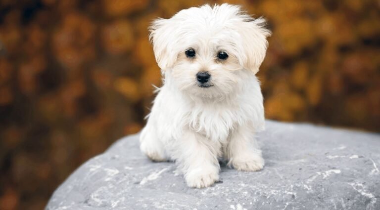 bichon maltes